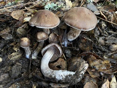 Cortinarius cisqhale