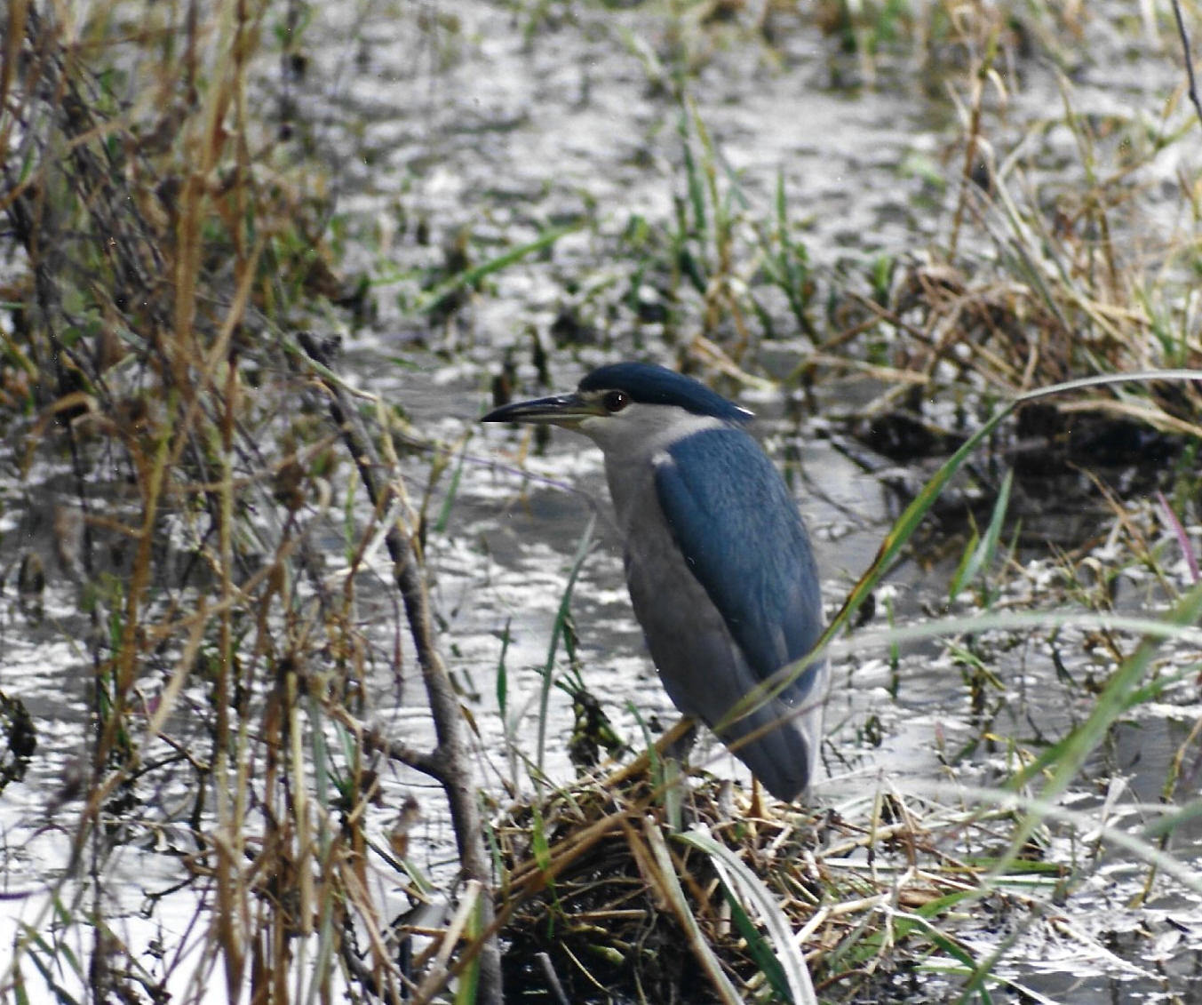 Black-crowned Night Heron