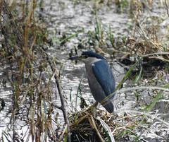 Nycticorax nycticorax