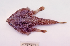 Malthopsis gigas