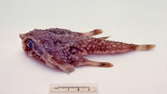 Malthopsis gigas