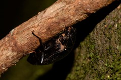 Platyphanes