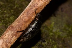 Platyphanes