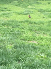 Turdus migratorius