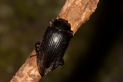 Platyphanes