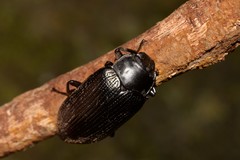 Platyphanes