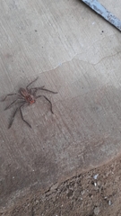 Cupiennius chiapanensis