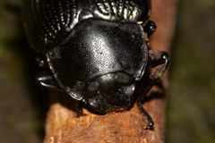 Platyphanes