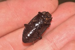 Platyphanes