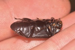 Platyphanes