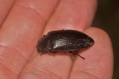Platyphanes