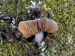 Cortinarius cylindripes