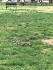 Sciurus carolinensis