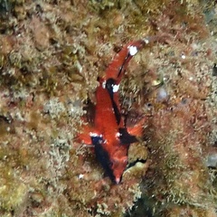 Enneapterygius atrogulare