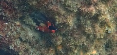 Enneapterygius atrogulare
