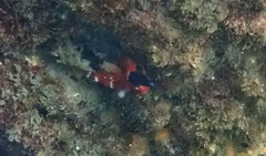 Enneapterygius atrogulare