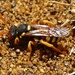 Painted Nomad Bee - Photo (c) Ian Boyd, some rights reserved (CC BY-NC)