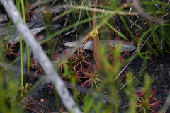 Drosera paleacea