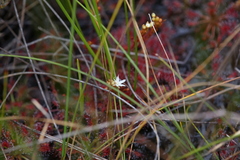 Drosera paleacea