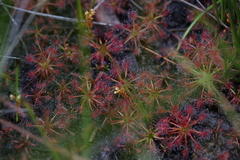 Drosera paleacea