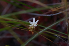 Drosera paleacea