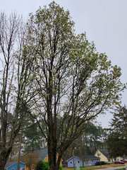 Angiospermae