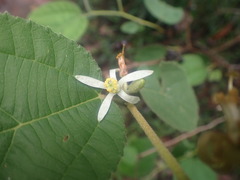Grewia latifolia