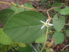 Grewia latifolia