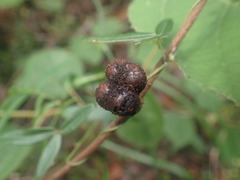 Grewia latifolia