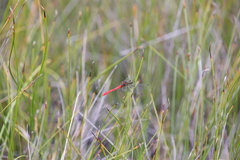 Nannophya occidentalis