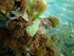 Phlebobranchia