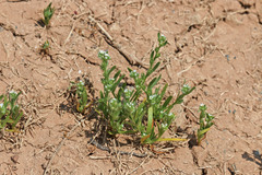 Plagiobothrys leptocladus