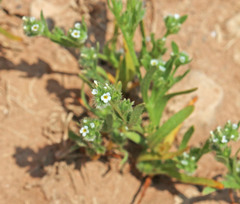 Plagiobothrys leptocladus