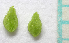 Plagiobothrys leptocladus