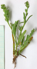 Plagiobothrys leptocladus