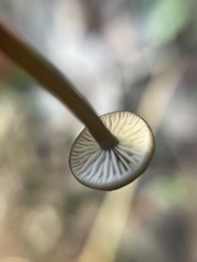 Lyophyllum anthracophilum