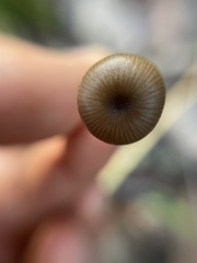 Lyophyllum anthracophilum