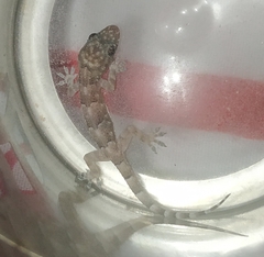 Hemidactylus mabouia