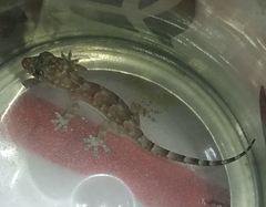 Hemidactylus mabouia