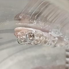 Hemidactylus mabouia