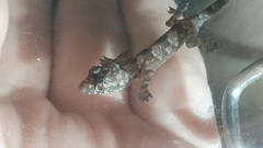 Hemidactylus mabouia