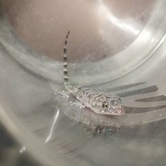 Hemidactylus mabouia