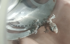 Hemidactylus mabouia