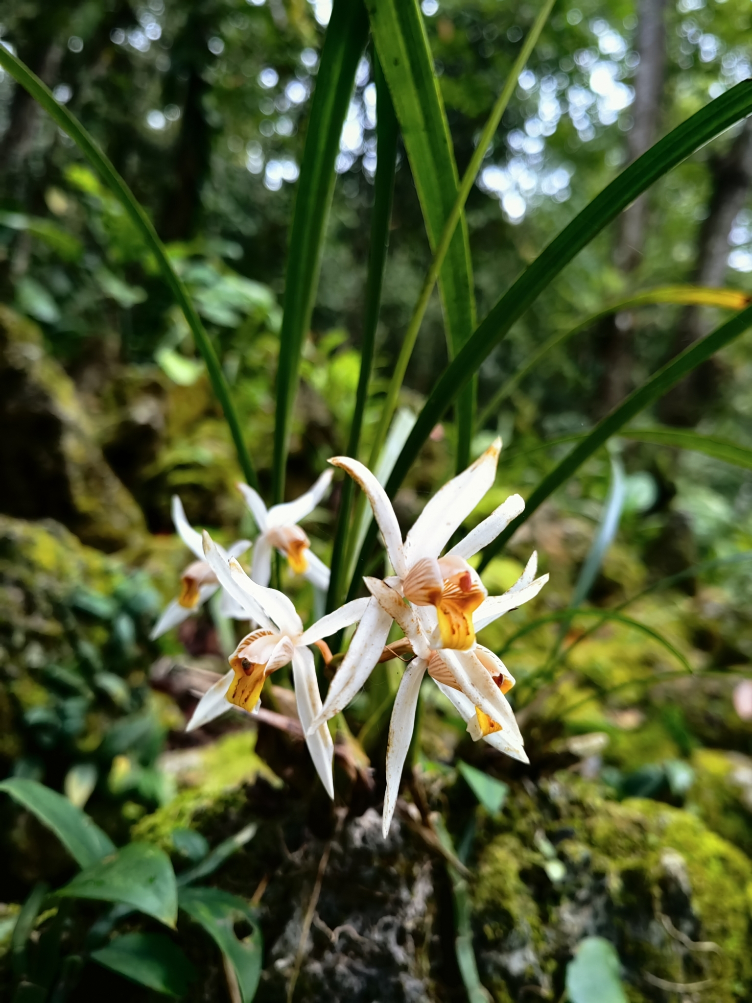 Imagem de Orquídea-cabeluda