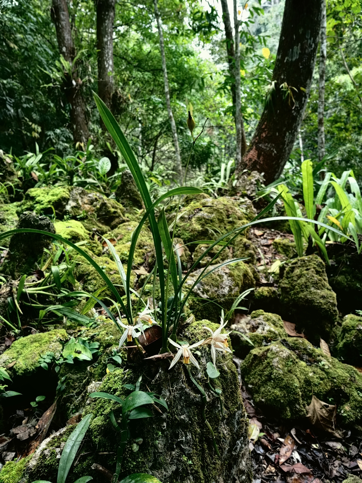 Imagem de Orquídea-cabeluda