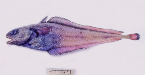 Luminescent cod (Physiculus luminosa) — Moridae