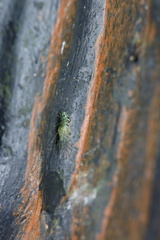 Stenopsocidae