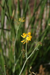 Coronilla ramosissima