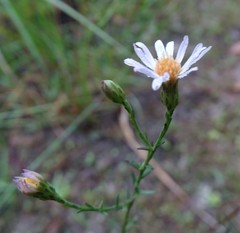 Symphyotrichum subulatum elongatum