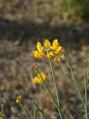 Coronilla ramosissima